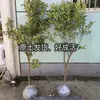 Plantones de Kumquat Miel para Dropshipping para Plantar en Jardines en el Norte y el Sur, Árboles de Naranja de la Fortuna Injertados en Maceta, Plantones de Cítricos