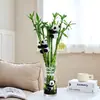Traga Riqueza e Tesouro Bambu Hidropônico Planta de Bambu da Sorte Bambu da Sorte Planta Verde Flor em Vaso Interna Árvore da Boa Fortuna com Raízes