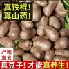 Origen Boca Granja Pequeña Blanca Entrega Directa Camote Huevo Frijol Fresco Palo de Hierro Camote 3cm Siembra China Continental Mayoreo
