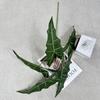 Nuevo producto 5 tenedores arum grande simulación planta verde hotel centro comercial hogar decoración de patio planta verde hoja planta venta al por mayor
