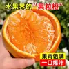 Plántulas Auténticas de Mandarina de Primavera de Sichuan, Plántulas de Árbol Cítrico Mandarina Naranja Fea para Plantar en el Patio, Produce Fruta en Todas las Estaciones