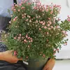 Plántulas de Rosa Gypsophila Ultra Finas, Plántulas de Rosas Florecientes, Florales de Maceta de Cuatro Estaciones, Plantas Trepadoras, Rosales y Plantas Verdes