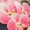 9 Flores Artificiais Phalaenopsis 3D com Cola Sensação Orquídea Buquê de Casamento Decoração Interna para Casa Sala de Estar Flores Falsas