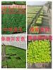 Neve Fina Erva Wannian Sedum Chinês Foreria Dourada Sedum Sarmentosa Plantas Suculentas Mudas para Telhado Verde Sempre-vivas