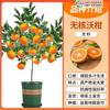 Dropshipping Boutique Ehime No. 38 Mudas de Frutas Geleia Laranja em Vaso Xiangshan Red Beauty Laranjeira Cítrica Laranja