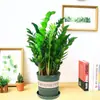 Árvore da Fortuna Planta em Vaso Grande Árvore da Fortuna Planta Verde Pequena Árvore da Fortuna Sala de Estar Escritório Flores de Interior Bonsai Cordão da Fortuna