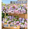 Planta de Hortensia en Maceta con Capullos de Flor, Plántulas de Flor Endless Summer, Flores para Todas las Estaciones, Balcón, Patio, Plantas Verdes de Interior en Flor
