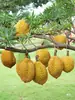 Modelo de Almohada Dorada de Durian Fruta Plástica Falsa Decoración de Exhibición de Tienda de Durian Adorno Colgante Atrezo para Fotografía