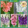 Bulbos de Gladíolos Vasos de Bulbos de Gladíolos Florais Importados Bulbos Shisan Taibao Plantas de Flores para Plantio o Ano Todo