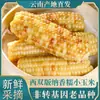 Maíz Pegajoso de Flor Pequeña de Xishuangbanna, Yunnan, Empacado al Vacío, Listo para Comer, Maíz Pegajoso Dulce, Sin OGM, Mazorca de Maíz para Fitness