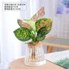 Planta em Vaso Vermelho Geely, Planta Verde Ruyi Rainha Elefante Branco Hidropônica, Planta de Folha Decorativa para Mesa de Escritório, Flor Fácil de Cuidar