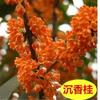 Dropshipping Plántulas de Osmanthus de Cuatro Estaciones Flor en Maceta Flor de Aroma Fuerte Plantas para Ver Flores Plantas de Interior Capullos Florales Patio Plantas Verdes