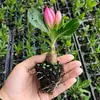 Planta de Rosa del Desierto Auténtica de Flor Doble en Maceta Planta de Interior Perezosa Balcón Fácil de Cultivar Floración Cuatro Estaciones Repelente de Mosquitos Flores Tolerantes a la Sequía Plantas Verdes