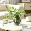 Musgo de Hera Nevado Bola de Musgo Hidropônica Planta Verde Folhagem Planta de Folha Verde Trepadeira Planta Verde em Vaso