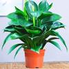Plantas verdes de grande porte em vasos de ouro e diamantes de folhas grandes para ambientes internos são fáceis de cultivar, plantas de cultura de solo hidropônico, plantas verdes purificadoras de ar para escritório