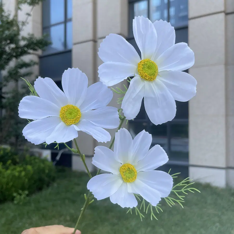 3头彩印格桑花-xhmgyx-白色.JPG