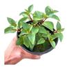 Plántulas de Campanilla Colgante de Flor Doble, Plantas en Maceta, Plantas Colgantes de Linterna, Campanillas Colgantes, Begonias Linterna, Florecen el Mismo Año, para Balcón y Jardín