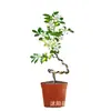 Planta de Murraya Paniculata en Maceta para Escritorio de Oficina, Planta Verde con Tronco Viejo y Plántulas, Florece Todo el Año, Flor de Interior Fácil de Cuidar para Jardineros Perezosos