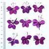 Flor de Melocotón de Montaña Flores Prensadas, Flores Secas, Venta Directa de Fábrica Transfronteriza, Espécimenes de Flores Reales, Lámparas de Mesa, Velas, Pegatinas, Salón, Escuela, Hecho a Mano