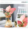 Botella Ecológica de Micro-Paisaje, Jarrón para Plantas Hidropónicas Suculentas, Decoración de Botella para Plantas Verdes de Interior, Maceta Decorativa de Vidrio para Espárragos