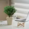 Plantas Pote Relaxantes Pinheiro Azul na Sala de Estar e Mesa de Escritório Ornamentos de Plantas Verdes para Purificar o Ar Plantas de Humor o Ano Todo