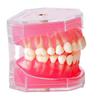 M7008 modelo de extracción dental modelo de encía blanda modelo de extracción de encía blanda