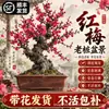 Bonsai de Ameixa Vermelha de Tronco Antigo com Botões de Flor para Envio Planta em Vaso de Ameixeira com Formato de Tronco Antigo Flores para Pátio Varanda Sala de Estar Plantas Verdes