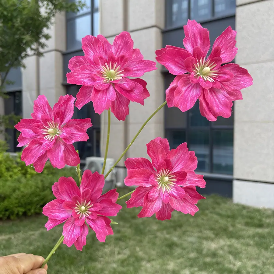 5头海棠花-玫红.JPG