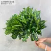 Novo Pacote com Dez Plantas Verdes, Bigodes de Dragão, Juncos, Juncos, Arcos, Arranjos Florais de Casamento Estilo Floresta e Paisagismo