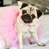 Ropa para Perros Mascotas, Faldas para Gatos de Comercio Exterior, Conjuntos Tutú para Perros Pequeños, Suministros para Mascotas, Estilo Europeo y Americano Teddy