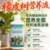 Solução Nutritiva para Seringueira Fertilizante para Flores Amarelamento Queda de Folhas Murchamento Fertilizante Especial para Seringueira King Kong Preto Fertilizante Líquido para Plantas de Vaso