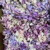 Xiaoye Anna flor eterna hortensia degradada flor eterna bicolor caja de regalo Qixi ramo con accesorios florales 20g
