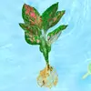 Las Plantas Hidropónicas Ave del Paraíso Son Fáciles de Cultivar y Viven en Todas las Estaciones. Sala de Estar Planta Verde Plantas en Maceta en la Oficina Escritorio Florales Strelitzia Reginae