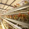 Jaula tipo A para Pollo de Engorde, Jaula para Palomas, Jaula Automática de Escalera para Pollos de Huevo, Jaula Multi-Nivel tipo H para Pollo de Engorde, Jaula para Codornices