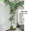 Folhas, galhos, videiras, flores artificiais, trepadeiras, canos, pilares, plantas trepadeiras, plantas verdes, plantas de parede, cobrindo imperfeições, decorações