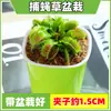 Las plantas carnívoras en maceta son plantas verdes perennes que atrapan y comen insectos, repelen mosquitos y son fáciles de mantener en balcones y en interiores.. Son flores resistentes al calor