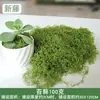 Verde Musgo Musgo Filamentoso Colorfast Paludario Terrario Planta Pared Roca Jardín de Rocas Paisajismo