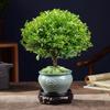 Bonsái de Nanmu Rojo de Hoja Pequeña Pila Vieja Nanmu Dorado en Maceta Interior Escritorio Oficina Plantas Verdes Bueno para Cultivar Florales en Todas las Estaciones