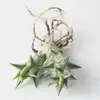 Base de planta suculenta autoproducida y autovendida al por mayor suculentas pequeñas combinación de flores plantas en maceta plantas carnosas Lithops Haworthia