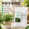 Fertilizante especial para Árbol de Pie de Pato para promover nuevos brotes, prevenir la pudrición de raíces, fácil de absorber, para plantas de interior en macetas, enverdecimiento, fortalecimiento de plántulas, fertilizante nutricional