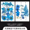 Marcador de Flores Secas flor hecho a mano material diy botella de los deseos hojas transparentes infantiles flores y plantas espécimen sello de plástico para mascotas