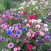 180 Variedades de Sementes de Flores Não Repetitivas, Fáceis de Cultivar em Todas as Estações, Podem Afastar Mosquitos, Adequadas para Varandas Internas e Externas, Distribuição Transfronteiriça