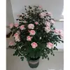 Hacker Queen Jugo Rosa Maceta Balcón Patio Villa Flor Planta Cuatro Estaciones Dropshipping