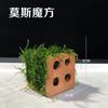 Musgo para Paisajismo de Acuarios Madera a la Deriva Plantas Acuáticas Naturales Reales Hierba Musgo Ficus de Madera Negativa Pecera Ecológica Árbol de Musgo