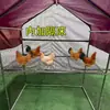 Gaiola de Galinha Criação de Aves ao Ar Livre Galinheiro Galinheiro Doméstico Grande Extra Grande Gaiola para Pavão Pombo Construção à Prova de Chuva