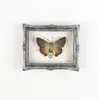 Especimen de Insecto Mariposa Real Natural en un Marco, Imán para Nevera, Decoración para el Hogar, Regalo para Amigos y Mejores Amigos
