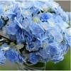 Dropshipping Resistente ao Frio Velho Pilha Verão Infinito Hortênsia Mudas de Hortênsia Planta de Vaso para Varanda Flor Grande Hortênsia Exterior