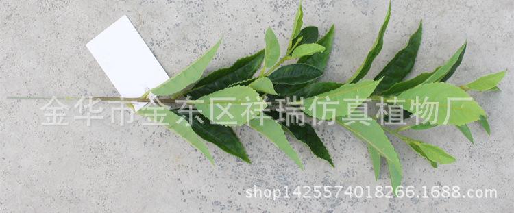 XRB-128单杆福鼎大白茶叶34叶55厘米1