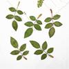 Hoja de Rosa Hoja Real Hoja Real Flor Real Hoja Adhesivo Hoja Real Espécimen de Planta Flor Seca Estuche para Teléfono en Relieve