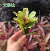 Piña Llena de Agua Linda Piña Colorida Tanque de Selva Tropical Plantas Acuáticas Ecológicas de Agua y Tierra Tanque para Reptiles Paisajismo Plantas Comunes
